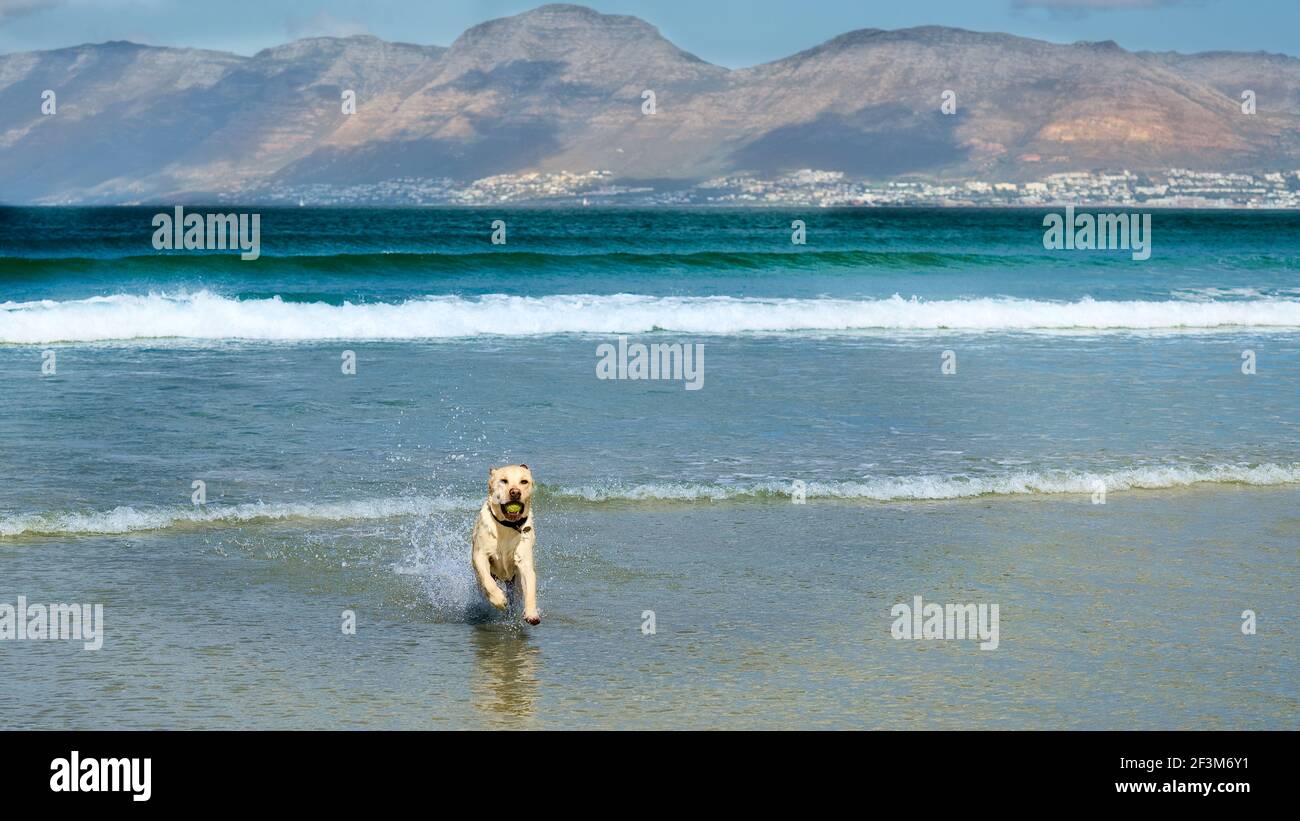 Yellow Labrador ruft Tennisball aus dem Meer im Küstenbruch. Stockfoto