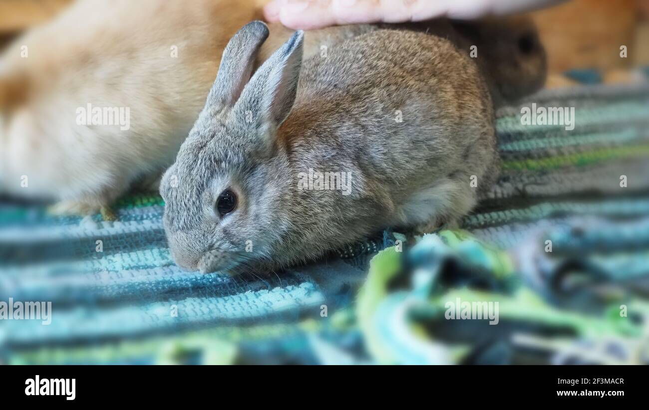 Weiße Farbe Kaninchen oder Hase sitzen und spielen auf Zementboden im Haus und trocken Gerste Stroh und Wasser in Tablett neben ihnen. Sie sehen ein bisschen flauschig an Stockfoto