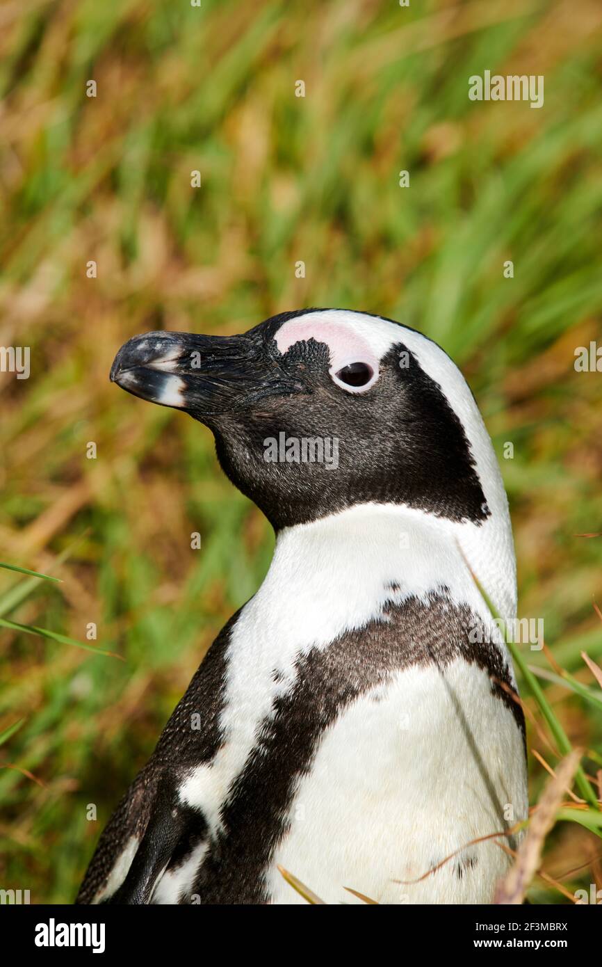 Afrikanische oder Kappinguine im Bolders Penguin Sanctuary, Kapstadt, Südafrika Stockfoto