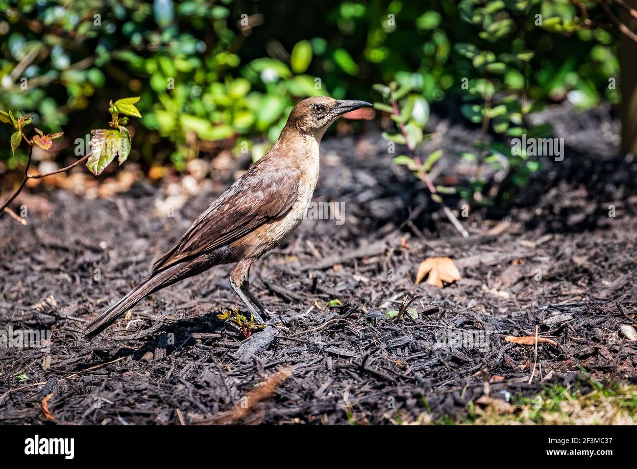Weibliche Seeschwanzgrackle Stockfoto