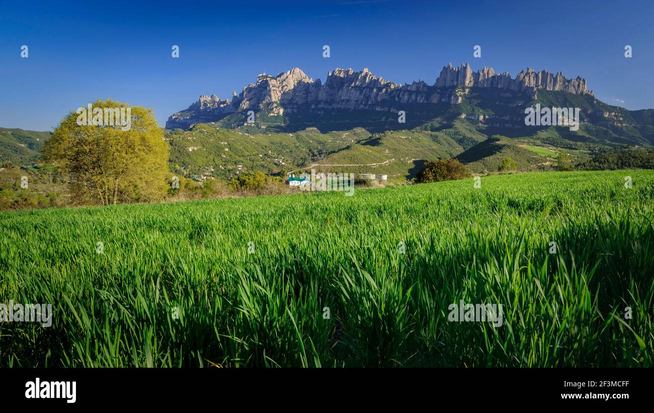 Frühlingsnachmittag zwischen grünen Feldern bei Marganell mit Montserrat im Hintergrund (Provinz Barcelona, Katalonien, Spanien) Stockfoto