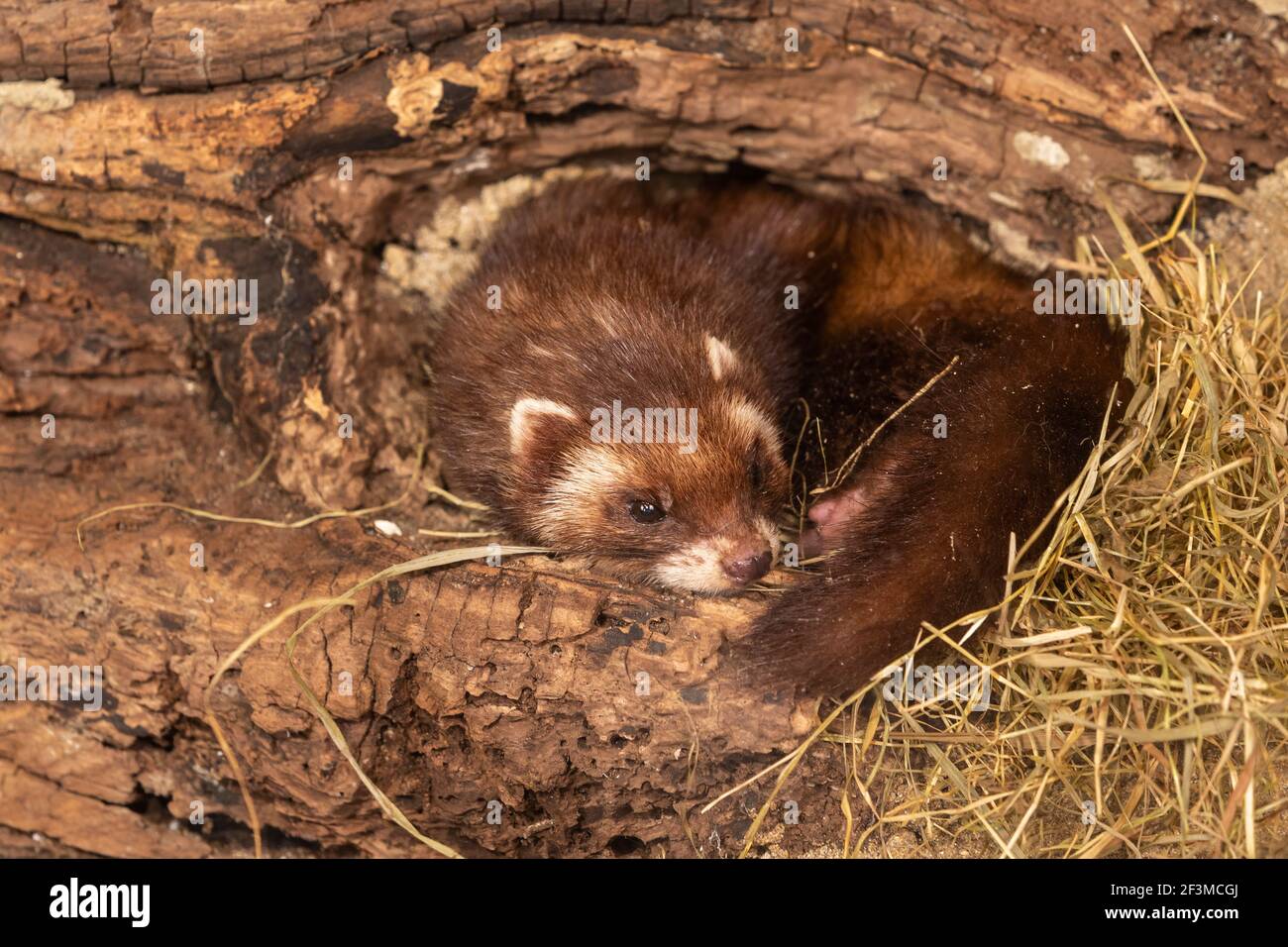 Europäische Polecat (Mustela putorius), Captive, Großbritannien Stockfoto