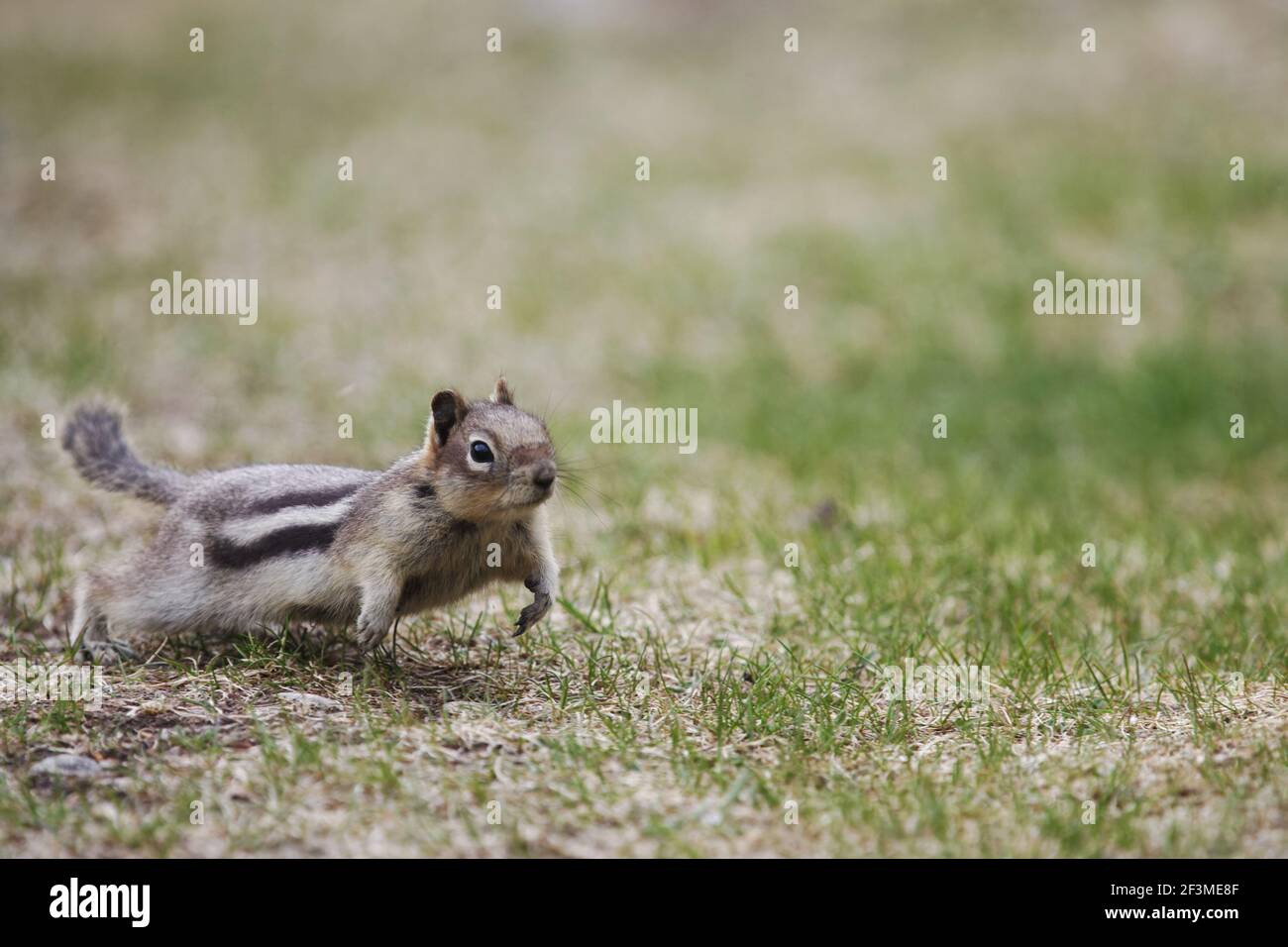 Golden Manled Ground Squirrel - LaufenSpermophilus saturatus Rocky Mountains Alberta, Kanada MA001903 Stockfoto