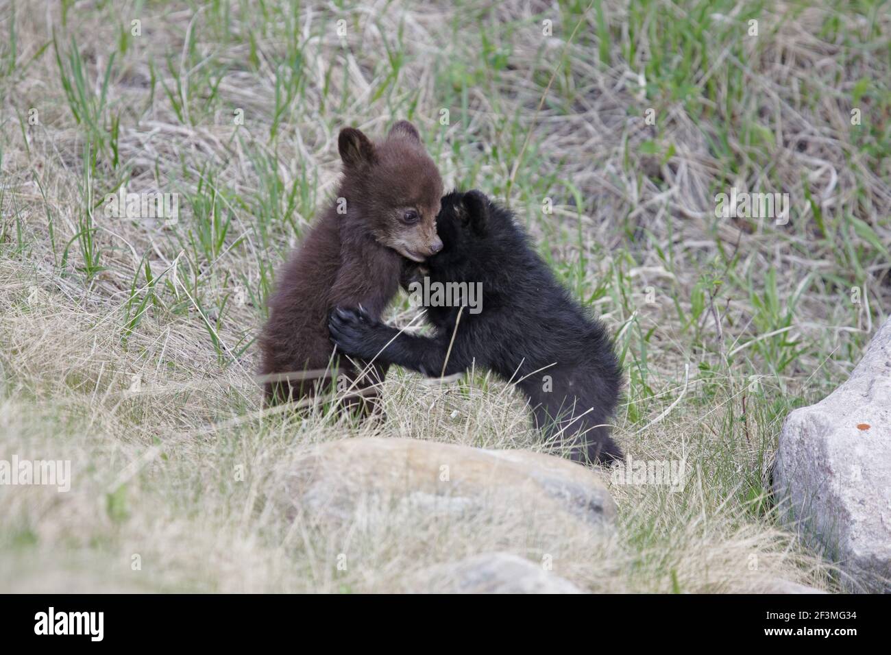 Black Bear - zwei Jungen spielenfightigingUrsus americanus cinnamomum Canadian Rocky Mountains Alberta, Kanada MA002144 Stockfoto