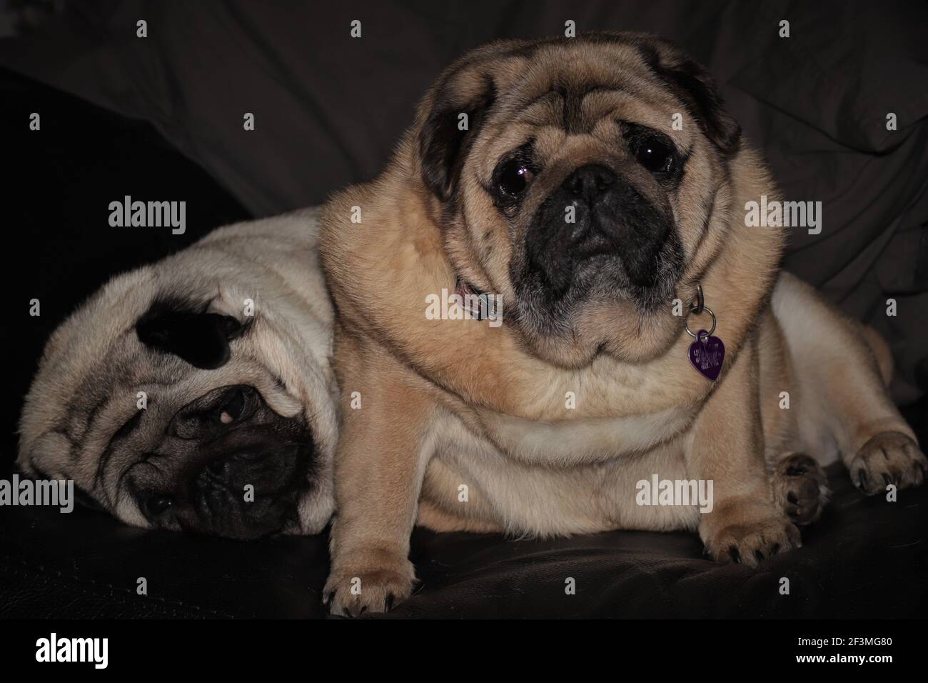 Zusammenpugs eine Verlegung und eine Sitzung Stockfoto