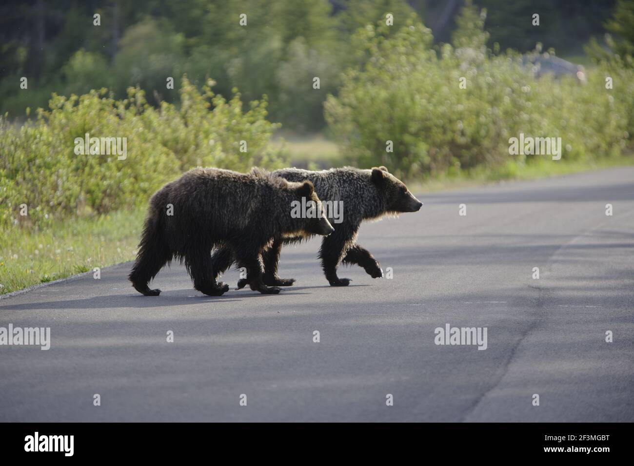 Grizzly Bear - Crossing roadUrsus arctos horribilis Canadian Rocky Mountains Alberta, Canada MA002195 Stockfoto