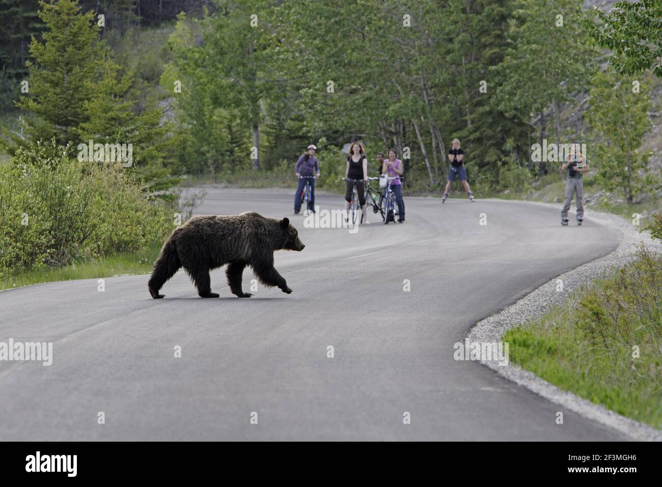 Grizzly Bear - Crossing roadUrsus arctos horribilis Canadian Rocky Mountains Alberta, Canada MA002196 Stockfoto