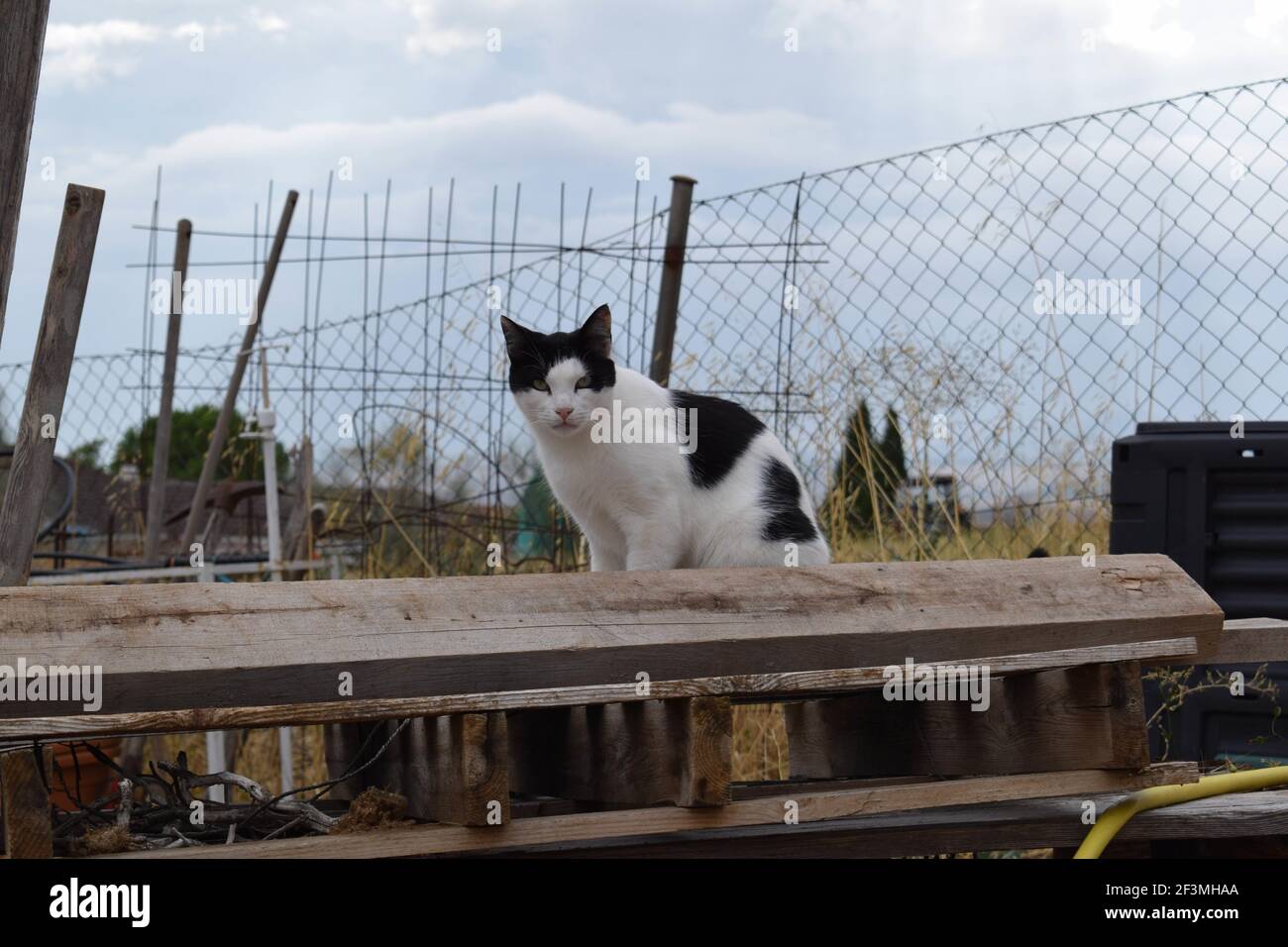 Eine neugierige Katze sirring auf einem Holzbrett und starrte Direkt an der Kamera Stockfoto