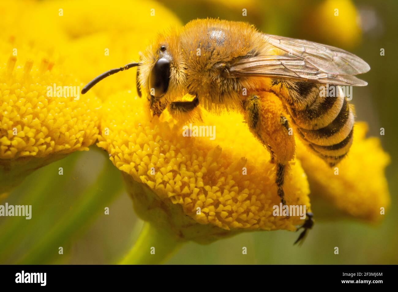 Biene auf gelben Blüten auf der Suche nach Pollen Stockfoto