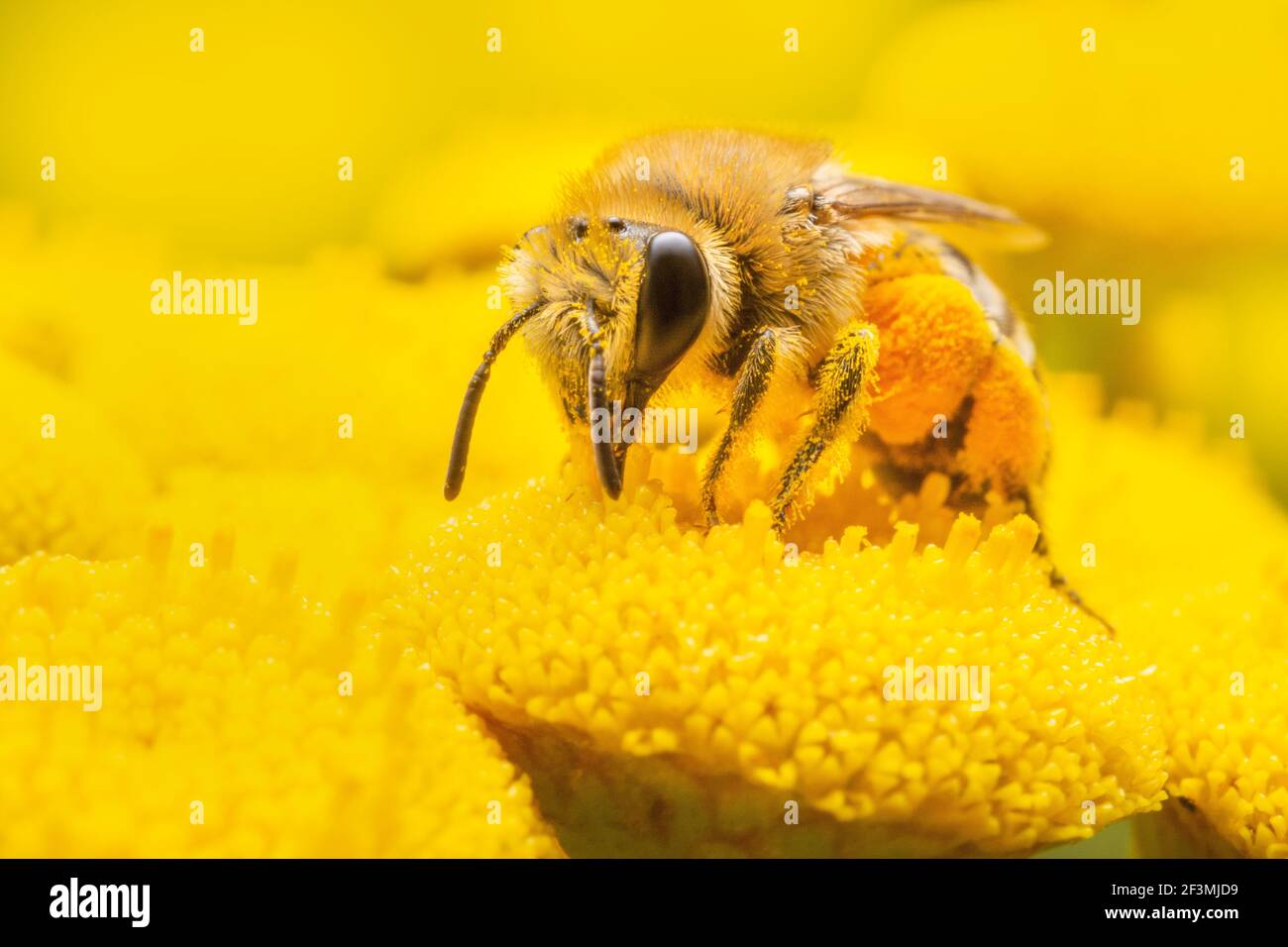 Biene auf gelben Blüten auf der Suche nach Pollen Stockfoto