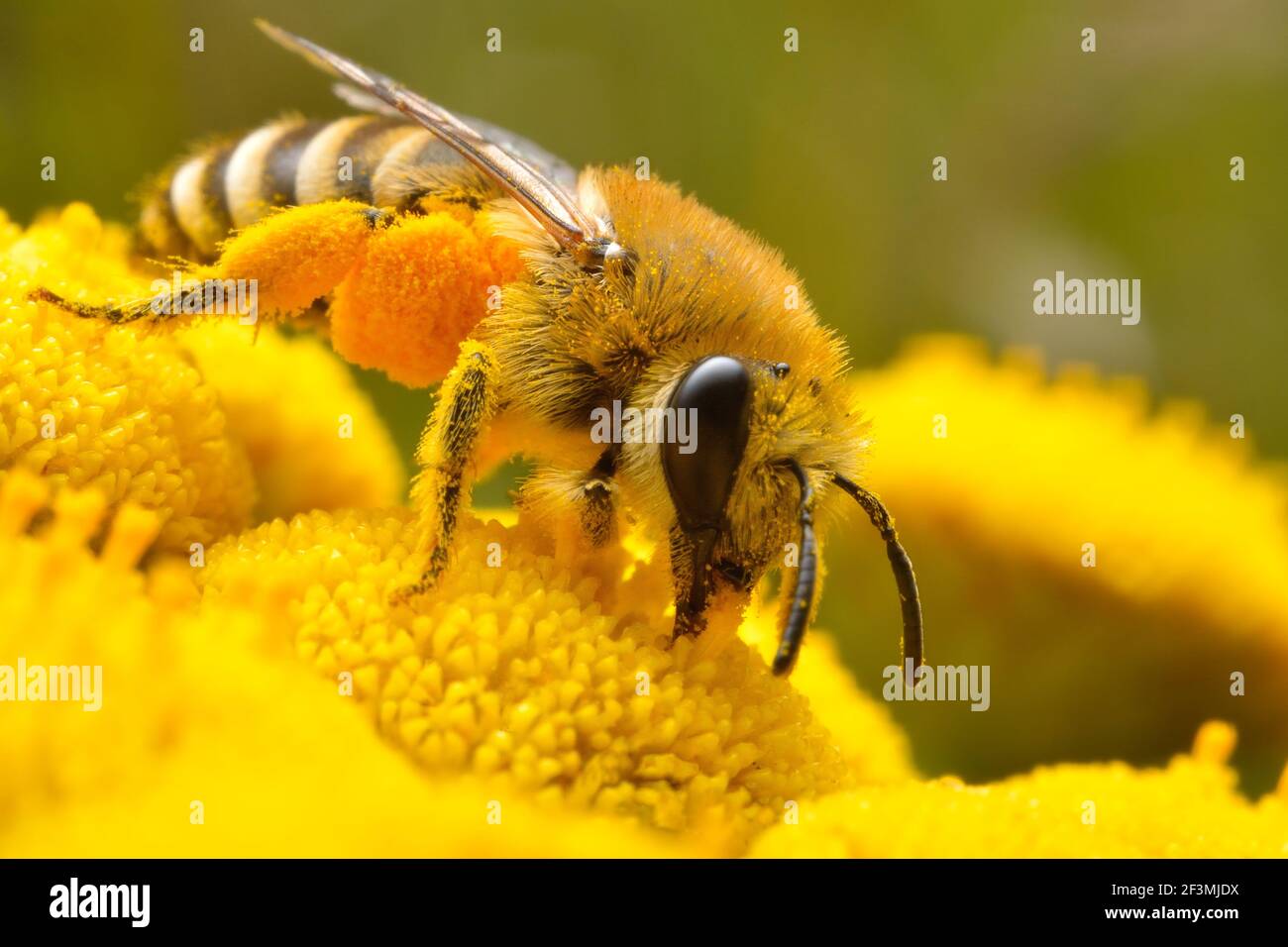 Biene auf gelben Blüten auf der Suche nach Pollen Stockfoto