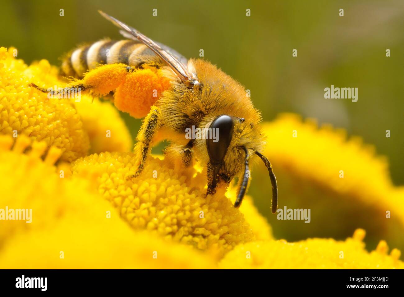 Biene auf gelben Blüten auf der Suche nach Pollen Stockfoto