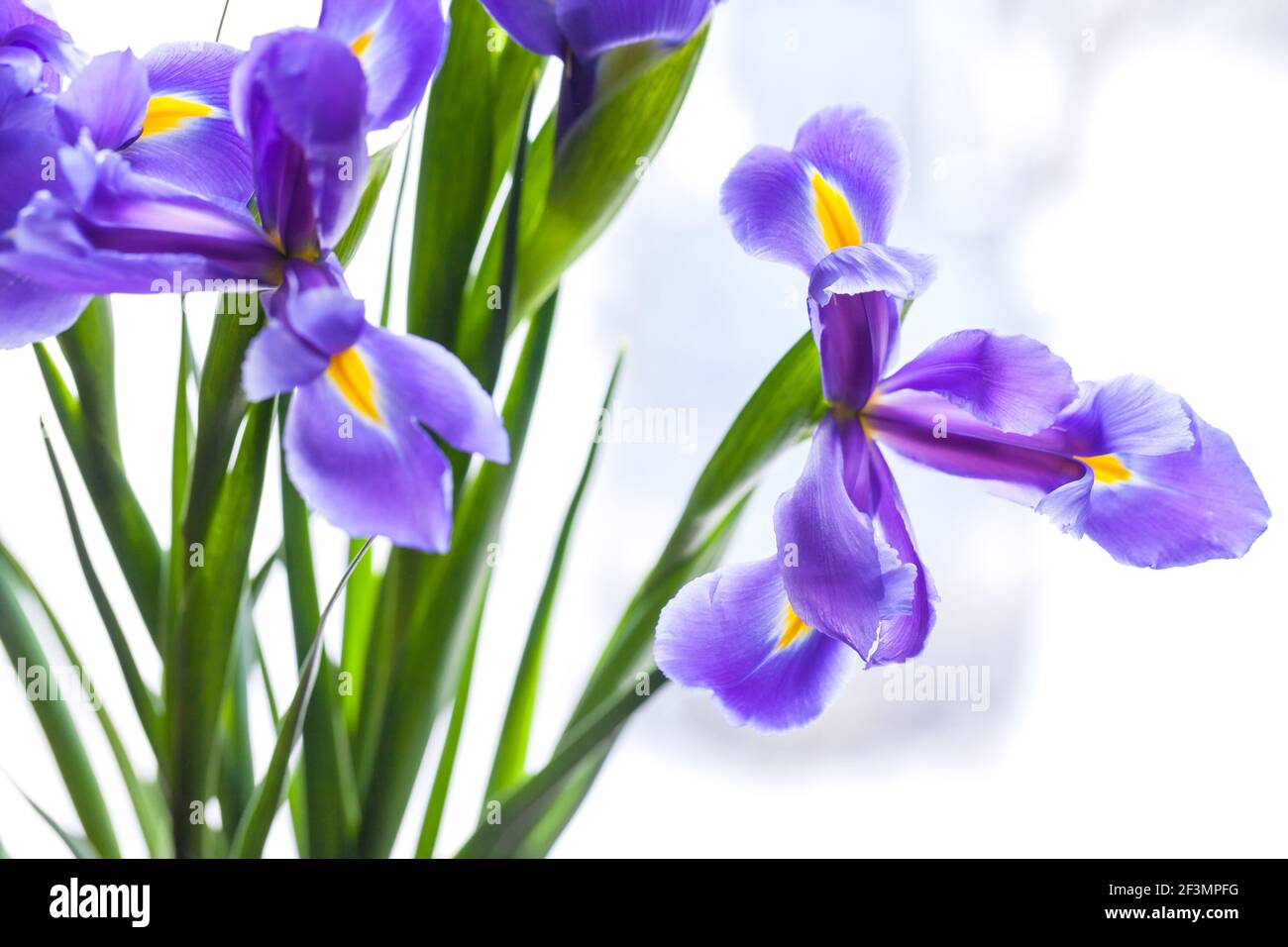 Japanische Iris über verschwommenem Hintergrund, Nahaufnahme mit weichem Fokus. Iris Laevigata Stockfoto