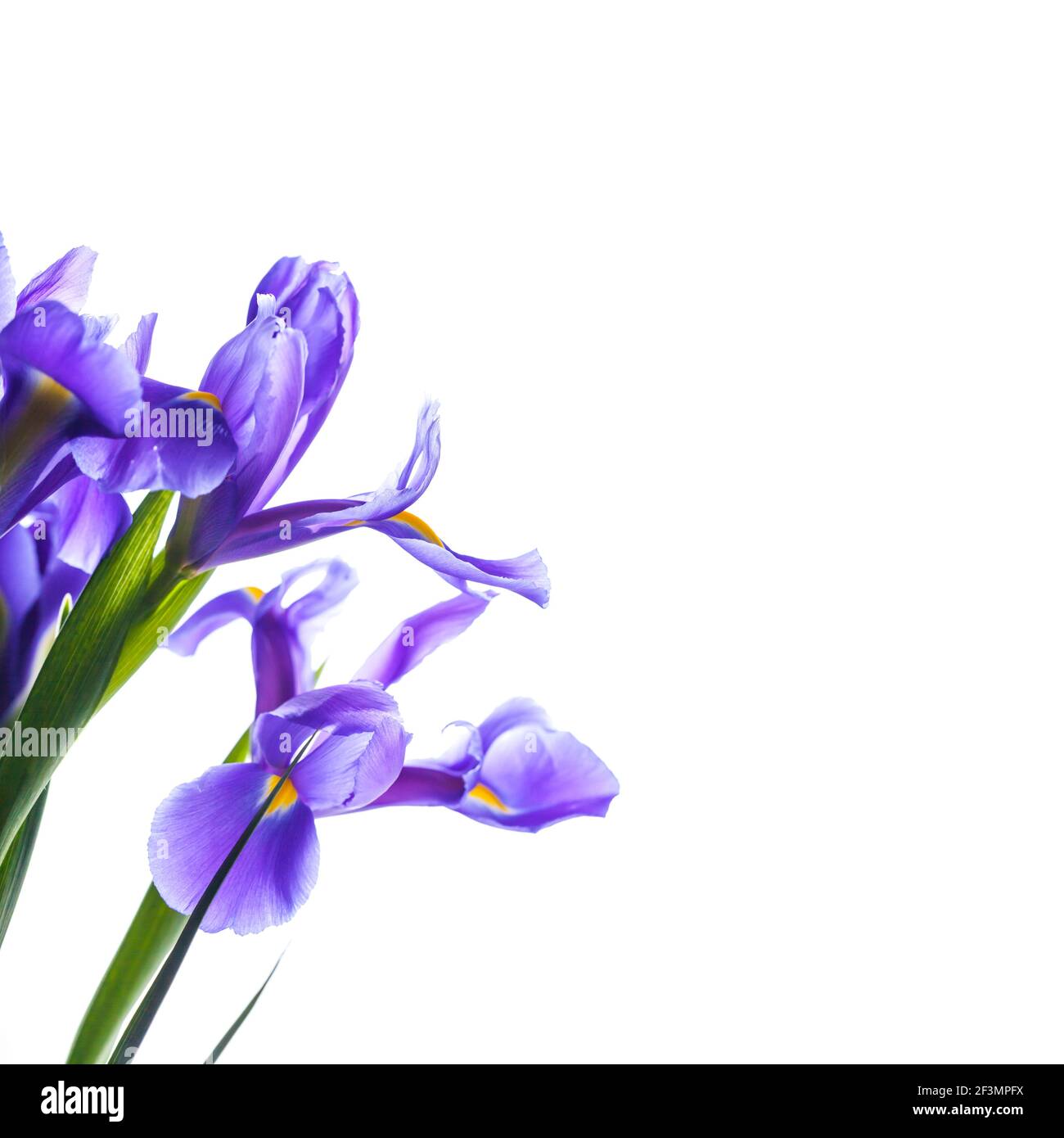 Japanische Iris. Dekorative Blumen isoliert auf quadratischem weißem Hintergrund, Makrofoto mit selektivem Fokus. Iris Laevigata Stockfoto