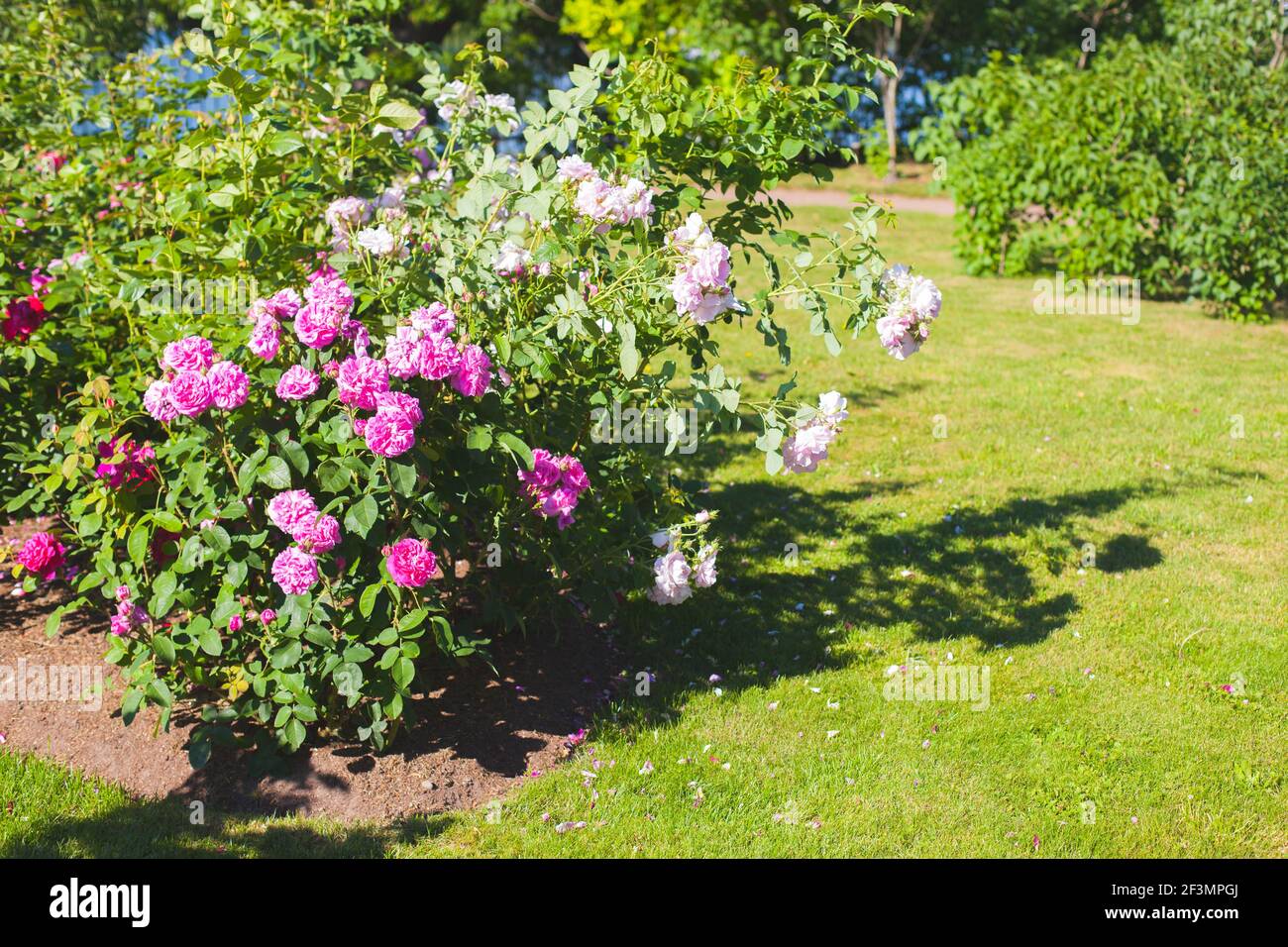 Weiße und rosa Rosen wachsen in einem Garten auf einem Sonniger Sommertag Stockfoto