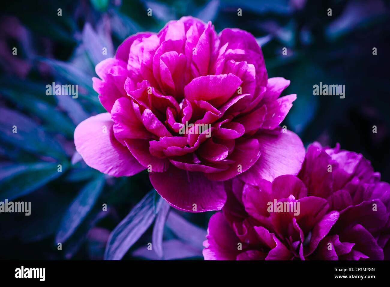 Rosa Pfingstrosen Blumen, Nahaufnahme blau getönten Foto Stockfoto
