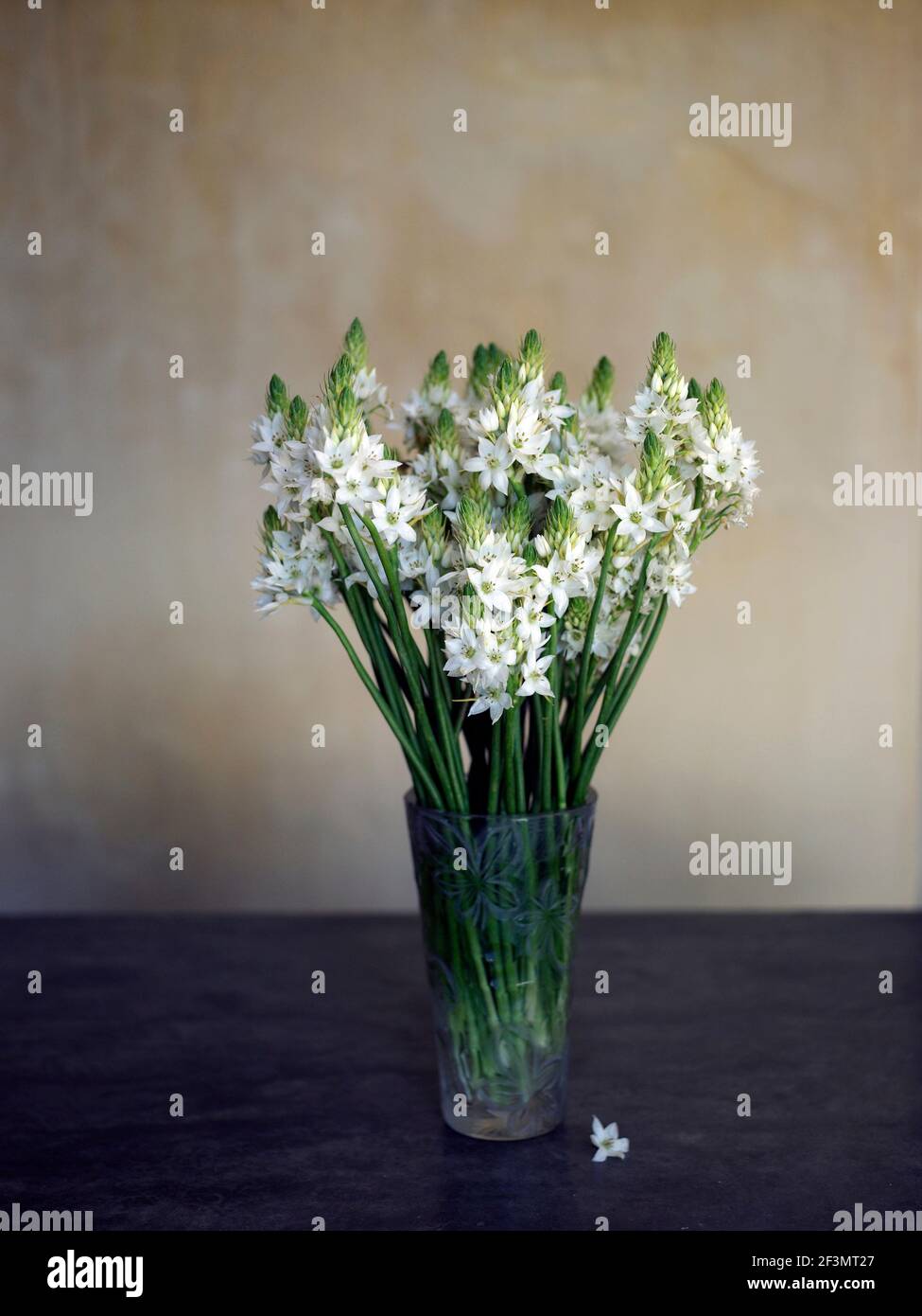 Weiße Blumen in Glasvase, Sri Lanka Stockfoto