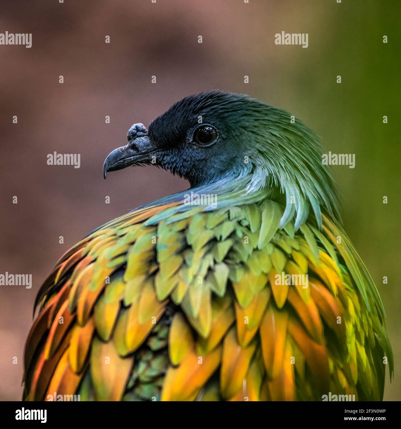 Die Nicobartaube (Caloenas nicobarica) ist die am nächsten lebende Verwandte zum Dodo. Der spektakuläre bodenbewohnende Vogel hat lange, extravagante Federn Stockfoto