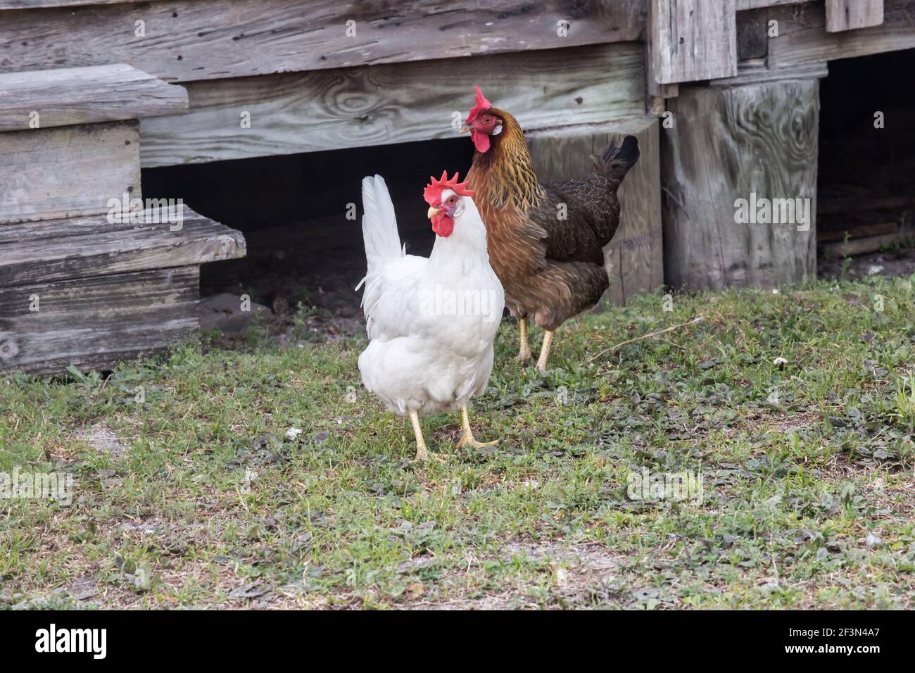 Hühner und Hähne waren entscheidend für das Überleben in Pionier Florida Stockfoto