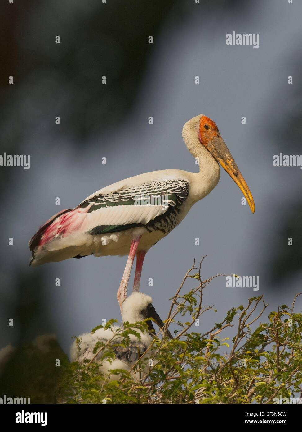 Maler Storch (Mycteria leucocephala) auf dem Nest Stockfoto