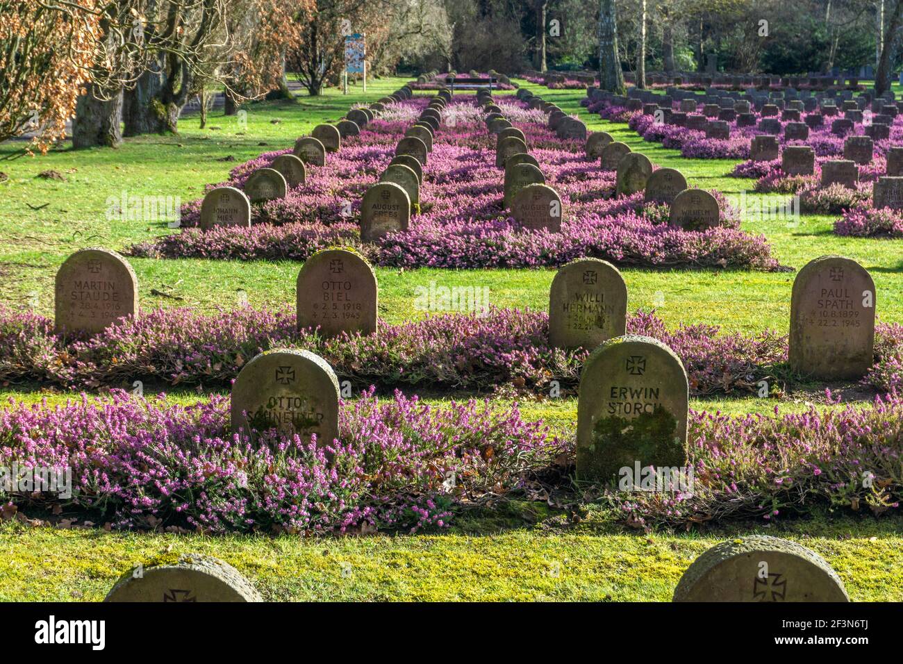 Violette Erica Zwischen Weltkriegsgräbern auf dem Stadtfriedhof Göttingen, Niedersachsen, Deutschland Violette Erica Zwischen Krieg Gedenkgräber an Stockfoto