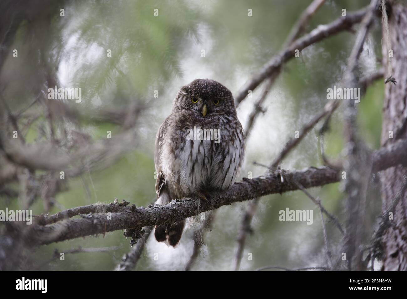 Zwergeule Glaucidium passerinum Oulu Region, Finnland BI014238 Stockfoto