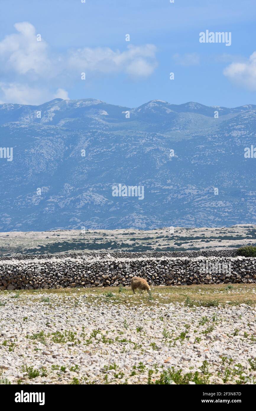 Schafe auf der Insel Pag, Kroatien Stockfoto
