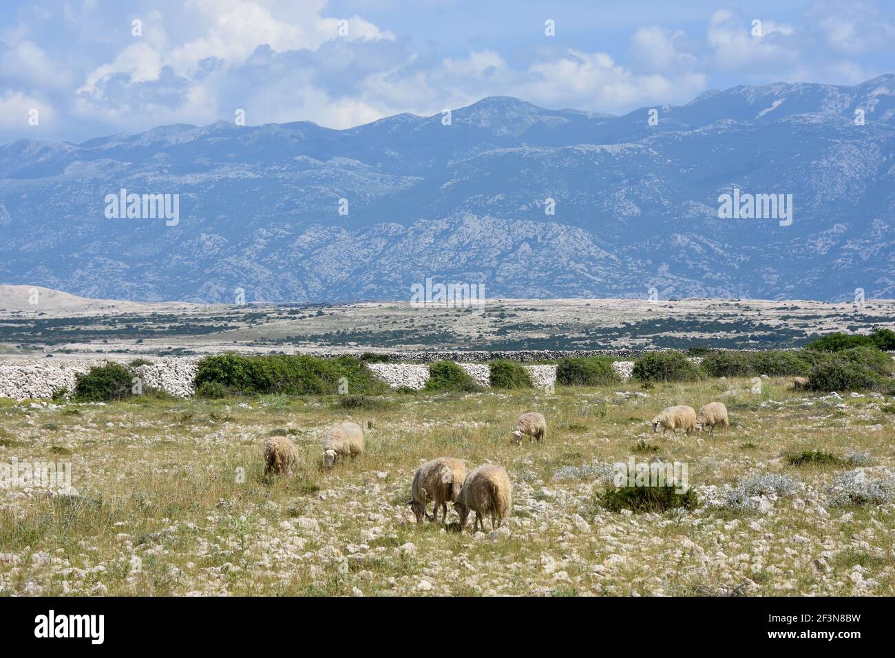 Schafe auf der Insel Pag, Kroatien Stockfoto