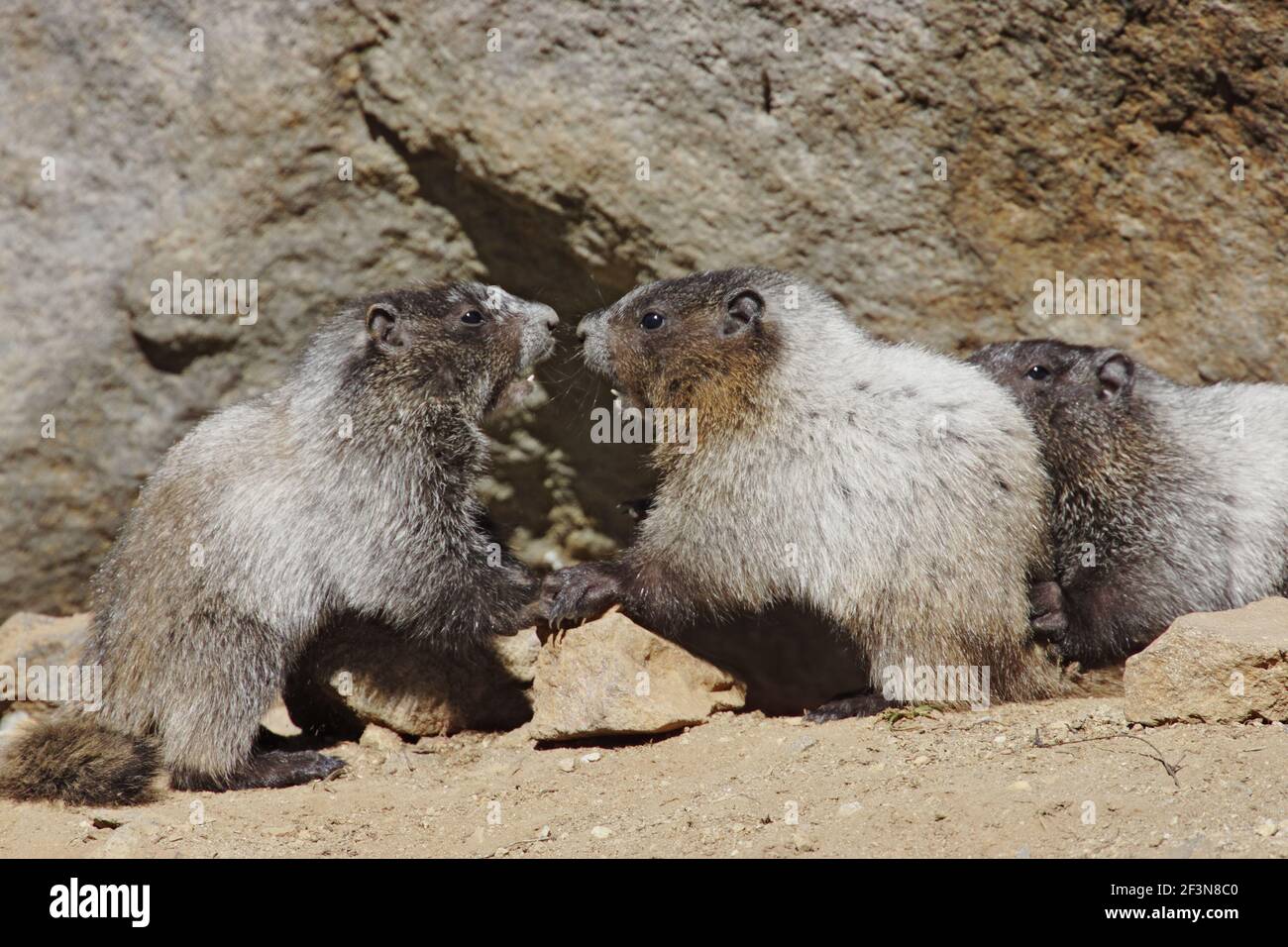 Hoary or Whistling Marmot (Marmota caligata) Mount Rainier National Park Washington State, USA MA000269 Stockfoto