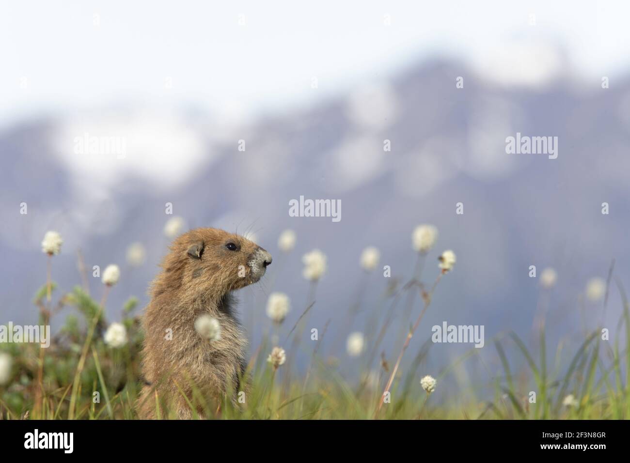 Olympic Marmot auf Brutplatzsmit Olympic Mountains im Hintergrund (Marmota olympus) Olympic National Park Washington State, USA MA000319 Stockfoto