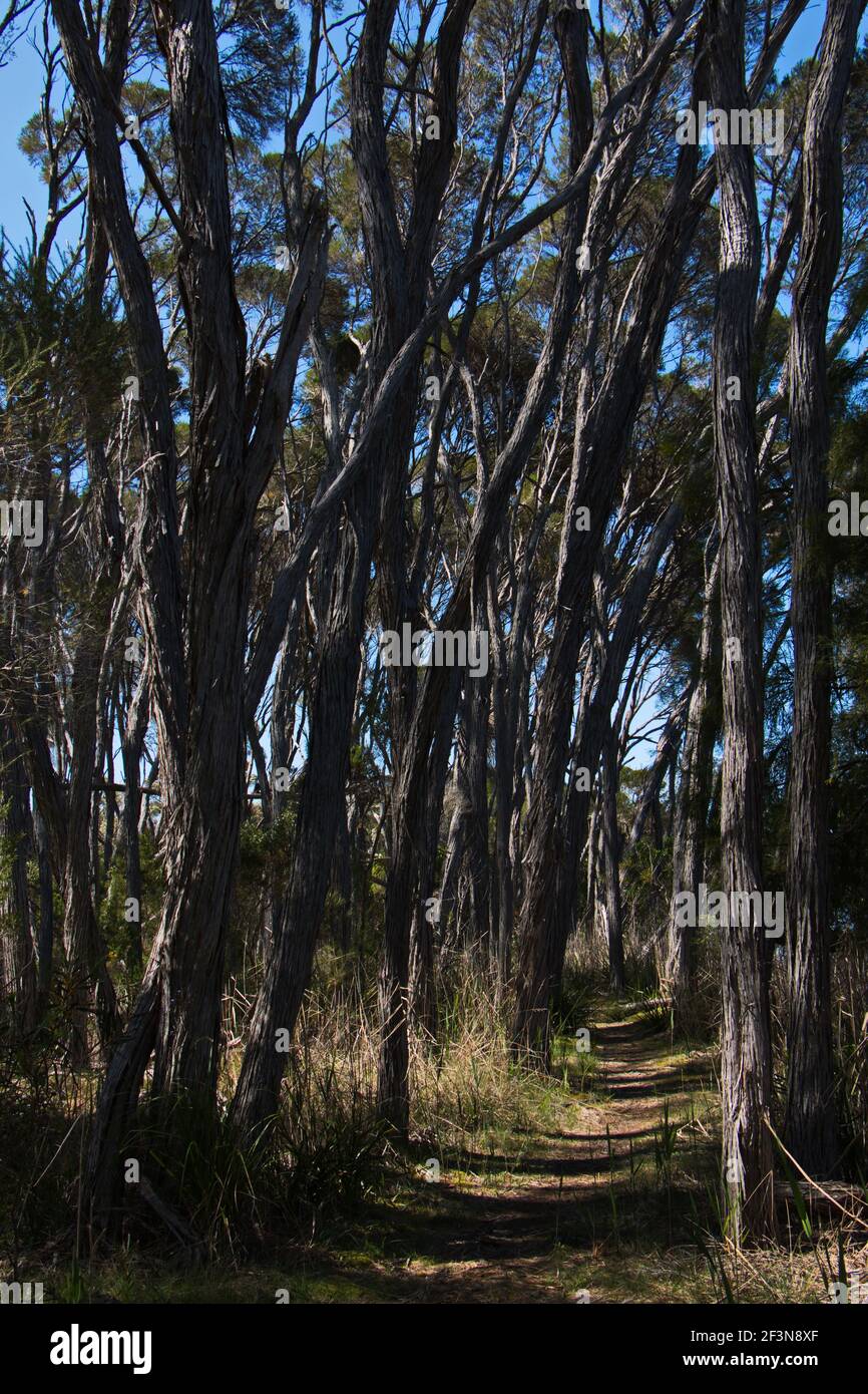 Riesiger Eukalyptusbaum in Australien Stockfoto