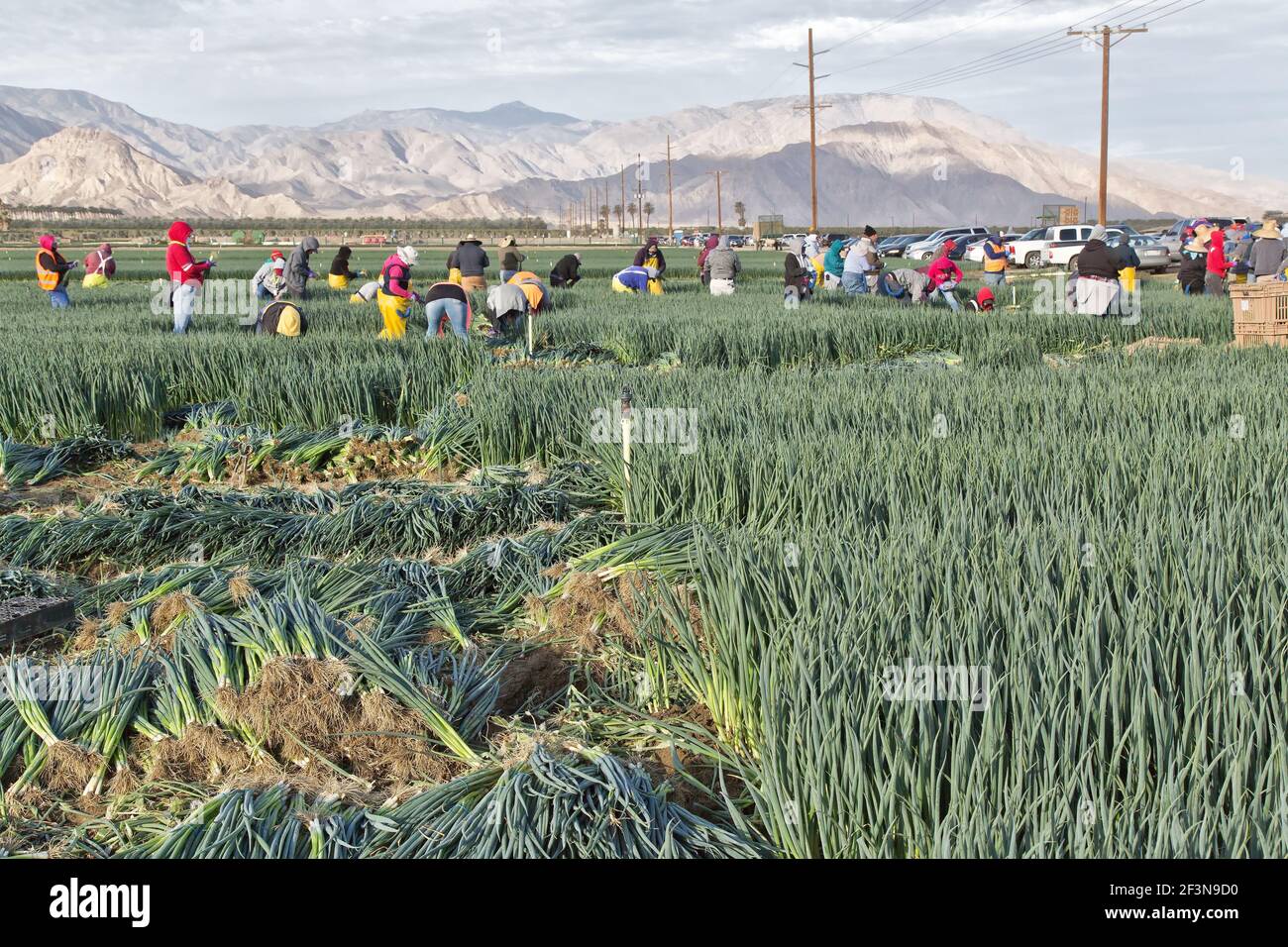 Hispanische Landarbeiter ernten reife grüne Zwiebeln „Allium cepa“. Licht am frühen Morgen. Stockfoto