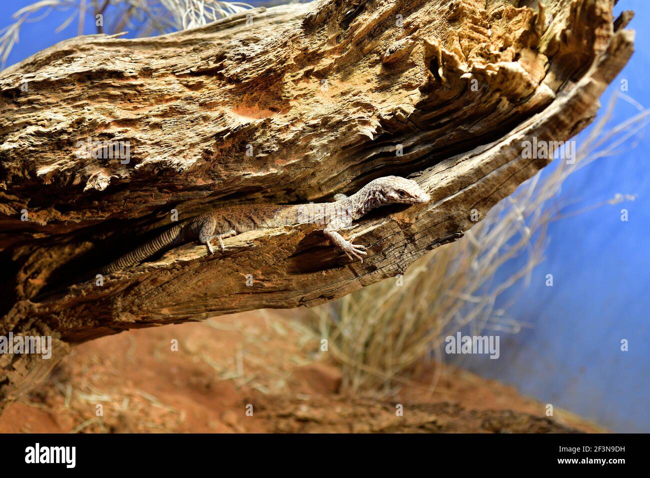 Australien, Pygmäen-Mulga-Monitor aka Stripe-tailed Goanna Stockfoto
