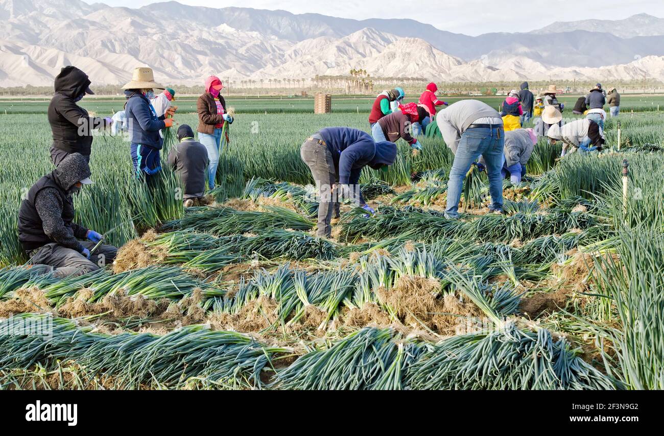 Landarbeiter ernten reife grüne Zwiebeln „Allium cepa“. Licht am frühen Morgen. Stockfoto