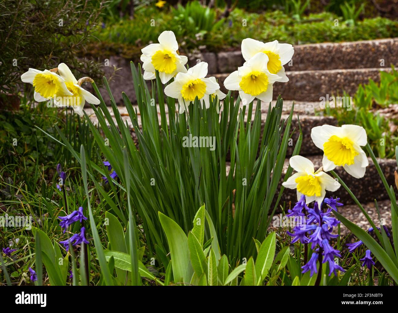 Früh blühende Narzisse. Baden Baden, Deutschland, Europa Stockfoto