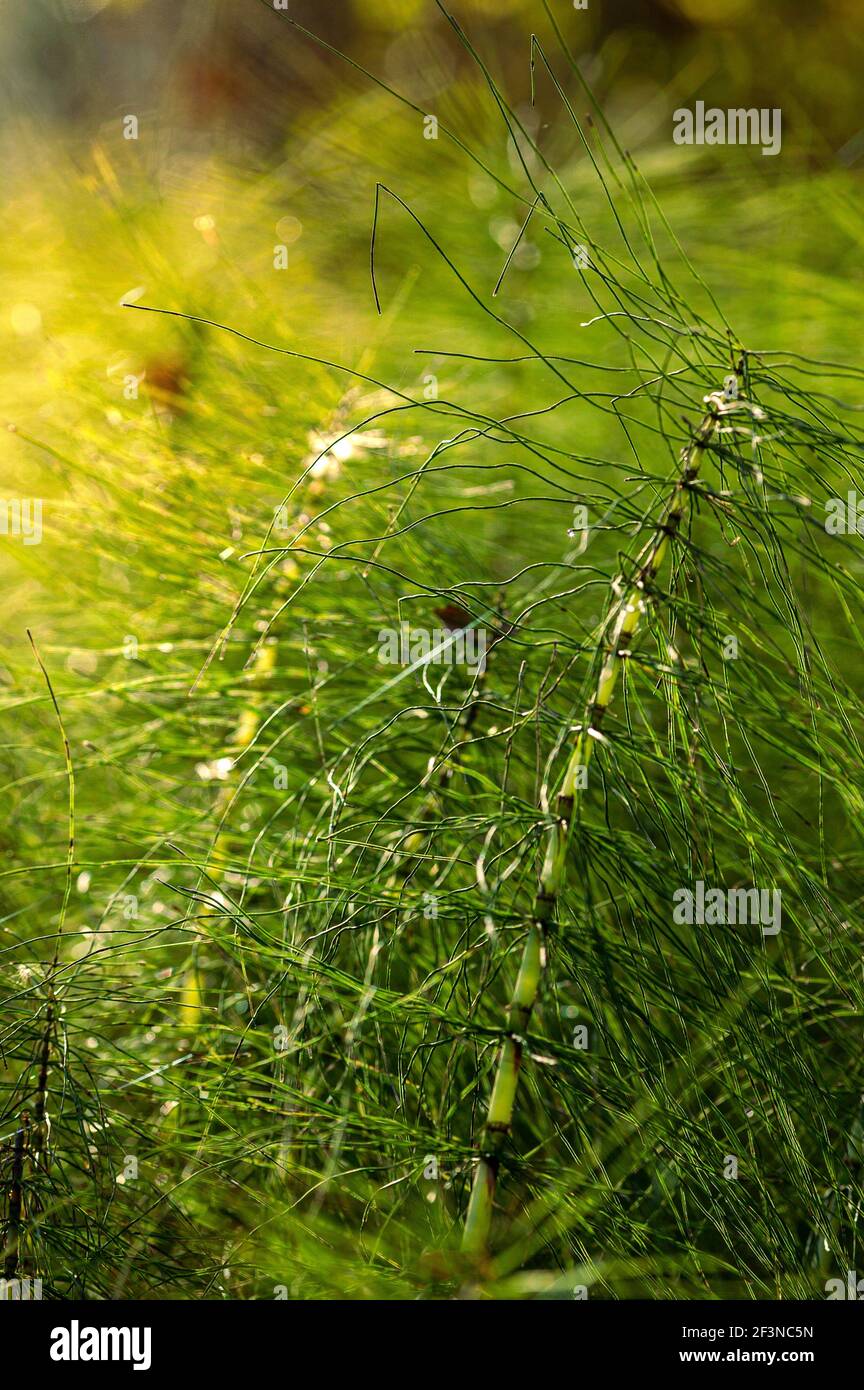 Detail der Equisetum Pflanze, Equisetum L., beleuchtet durch das erste Licht des Morgens. Abruzzen, Italien, Europa Stockfoto
