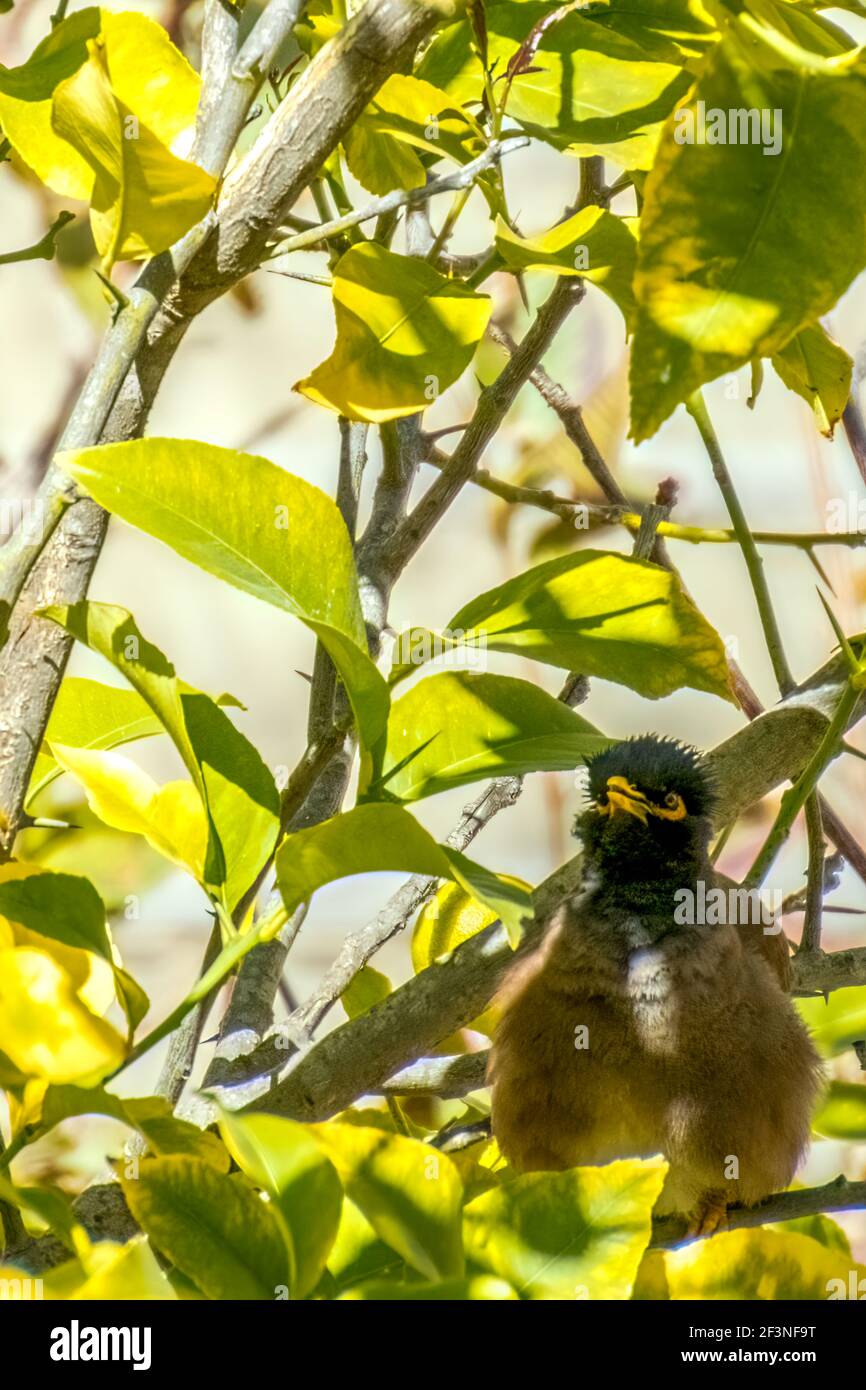 Afghanische Starling-Myna in der Wildnis Nesting on A Tree. Stockfoto