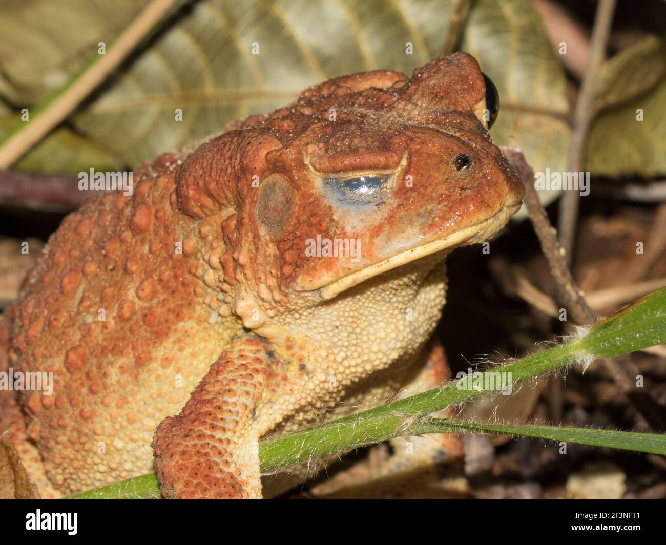 Nahaufnahme einer roten Backsteinkröte, Bufo sp., mit geschlossenem Auge und aus Madison County, Alabama, USA. Stockfoto