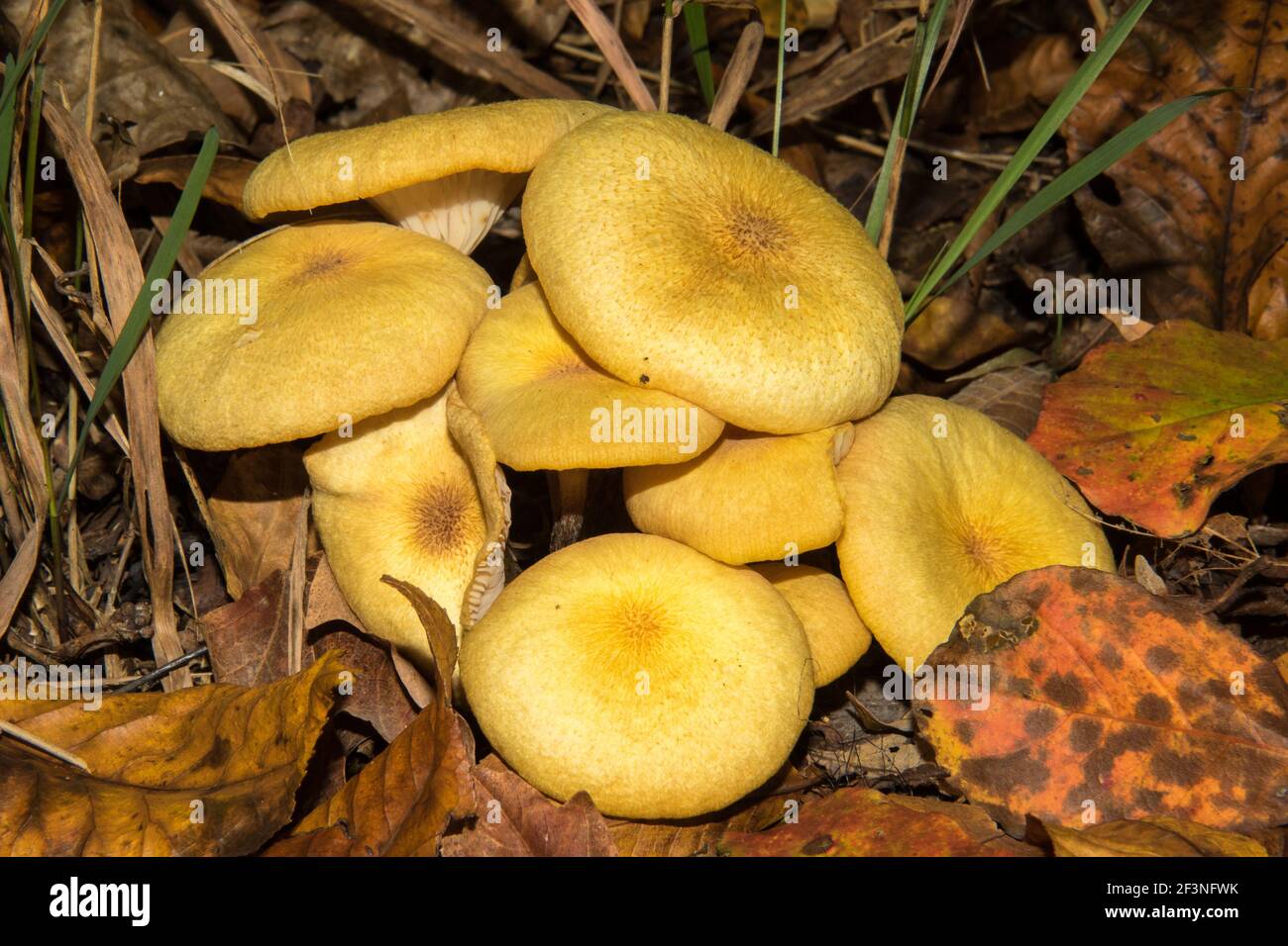 Eine Gruppe von gelben Pilzen im Herbst. Stockfoto
