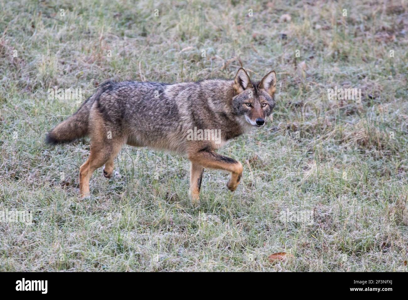 Porträt eines Kojoten, Canis latrans, im Winterpelage. Stockfoto