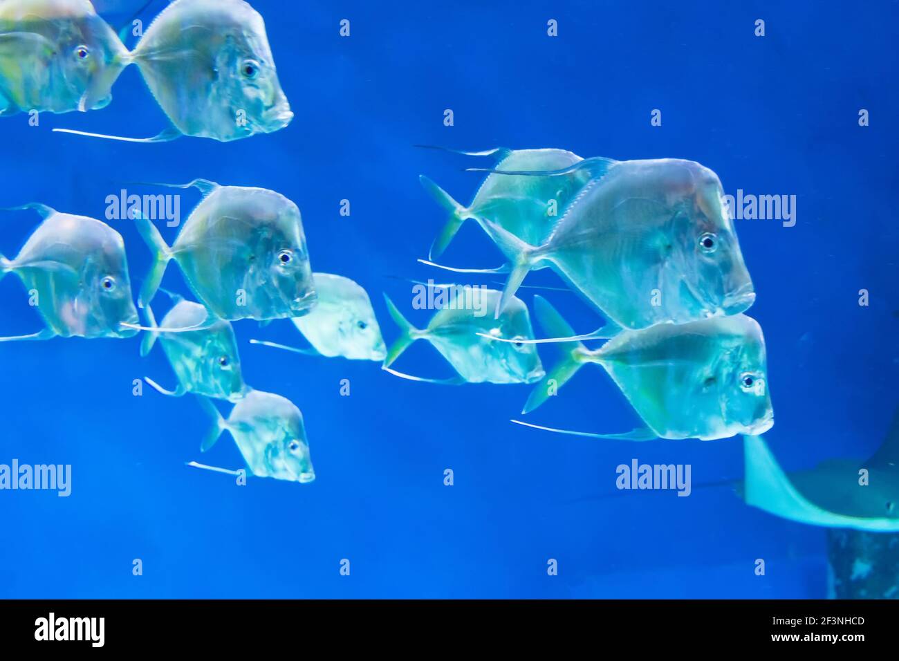 Schar von tropischen Meeresfischen Selene Erbrochenfische schwimmt in Die Tiefen des Ozeans Stockfoto