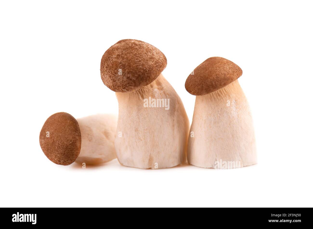 König Austernpilz isoliert auf weißem Hintergrund. Pleurotus eryngii Pilz. Stockfoto