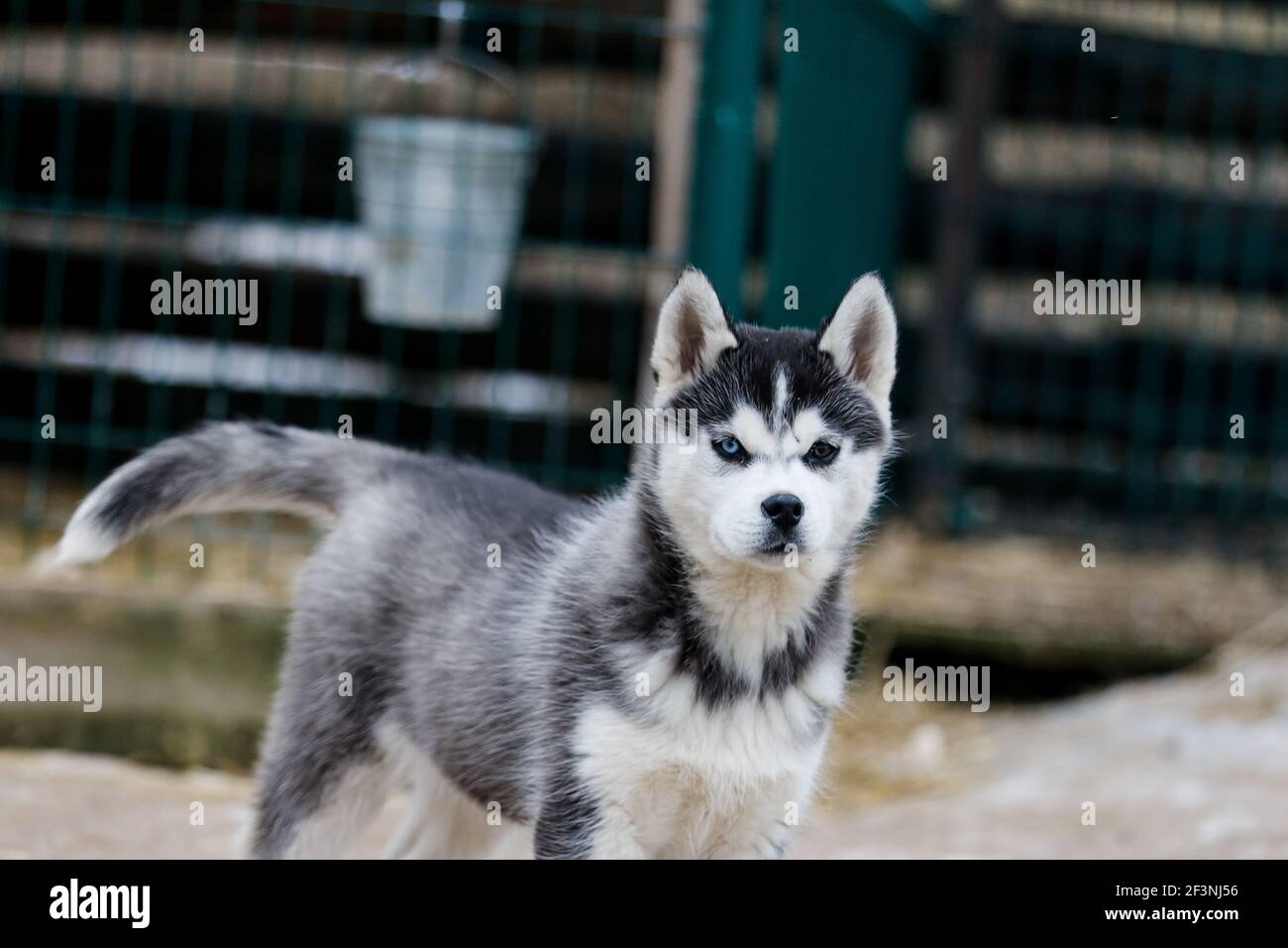 Porträt eines sibirischen Husky. Freundschaft für immer. Glücklicher Hund. Stockfoto