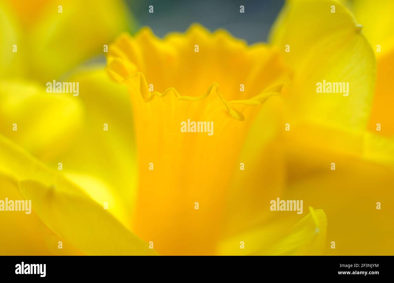 Leuchtend gelbe Narzissenblüten Stockfoto