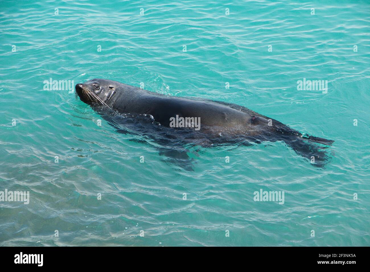 Seal in Lakes Entrance in Australien Stockfoto