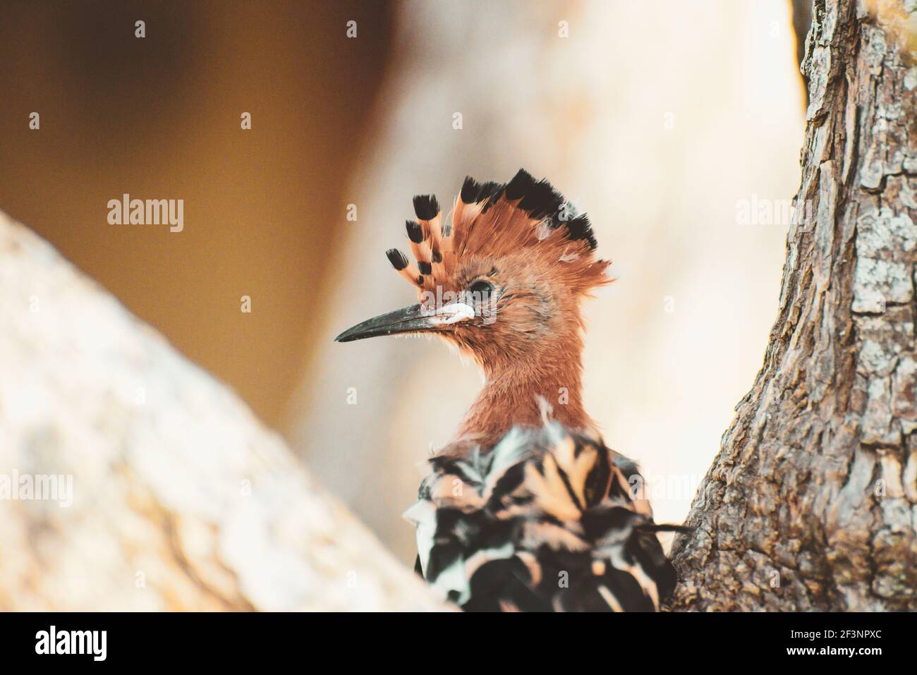 Juveniler afrikanischer Wiedehopf, der in einem Baum sitzt Stockfoto