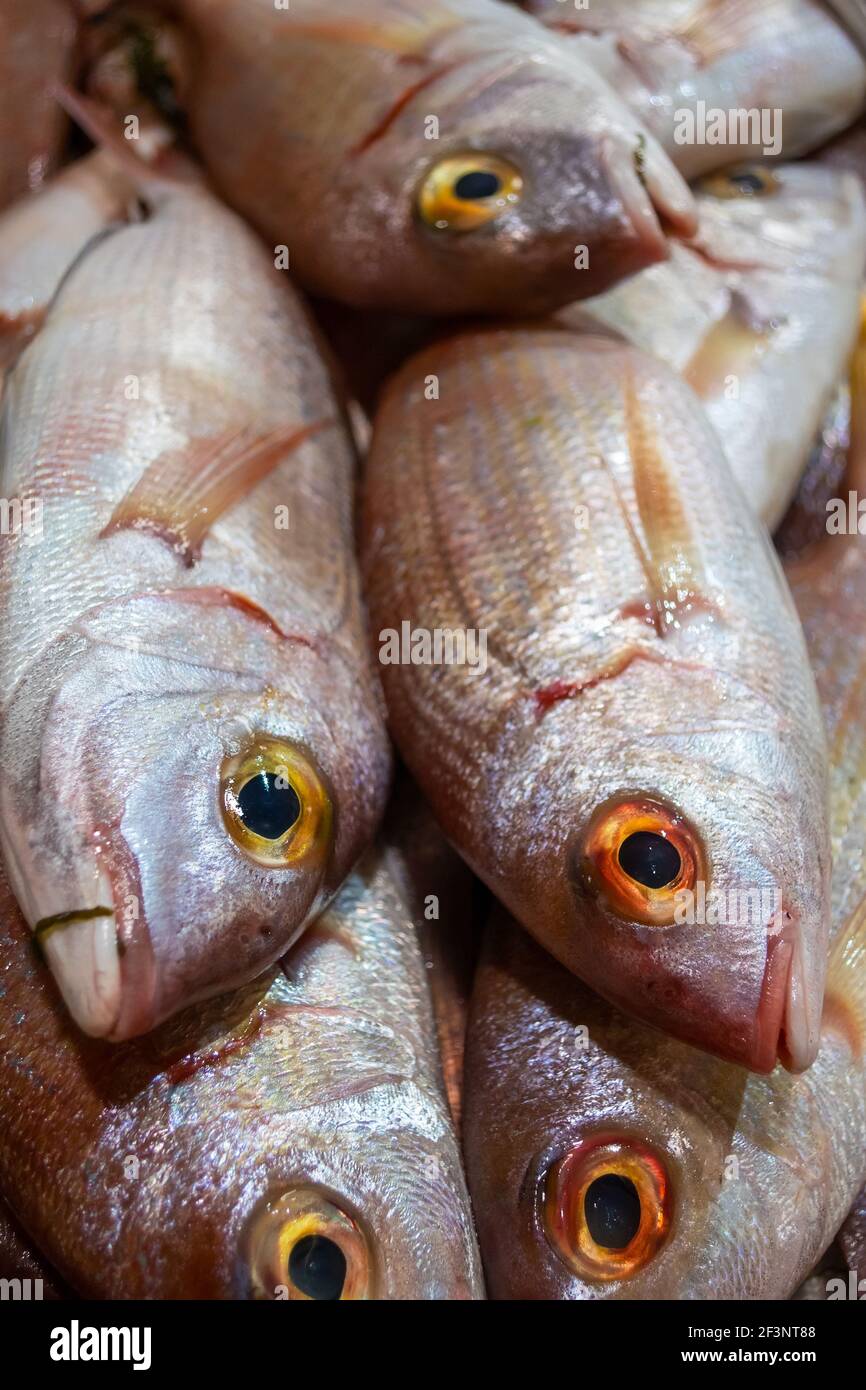 Sorten von frischem Fisch auf dem Markt in Tavira, Algarve Portugal Stockfoto