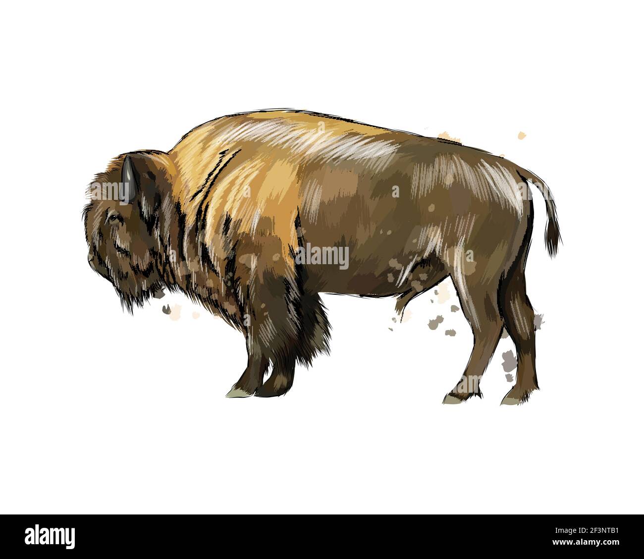 Bison, Büffel aus einem Spritzer Aquarell, farbige Zeichnung, realistisch. Vektordarstellung von Farben Stock Vektor