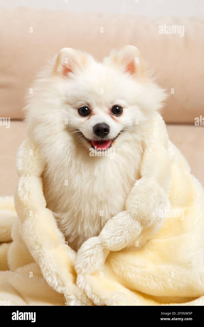 Ein süßer weißer pommerischer spitz, umhüllt von einer flauschigen Decke. Der Hund sitzt auf der Couch. Stockfoto