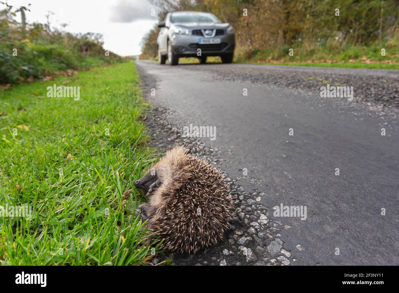 Igel (Erinaceus europaeus) roadkill, Northumberland, Großbritannien Stockfoto